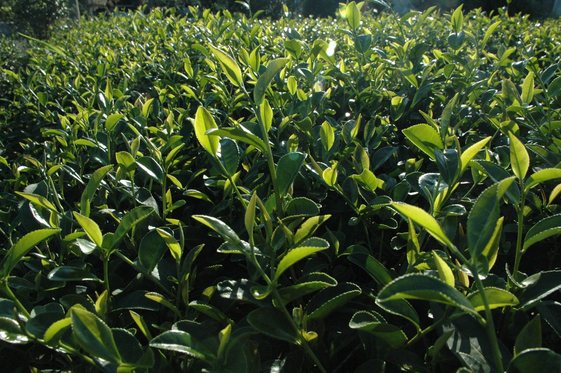 Why Everything You Know About Tea Might Be Wrong