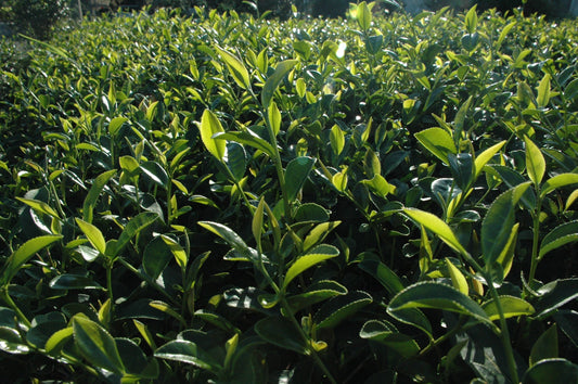 Why Everything You Know About Tea Might Be Wrong