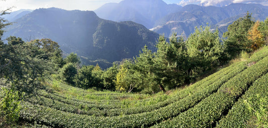 The Grasswood Standard: Why We Only Source Whole Leaf, Single-Origin Tea